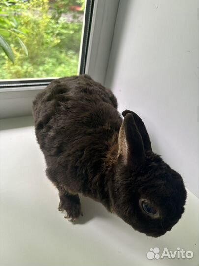 Кролик карликовый рекс