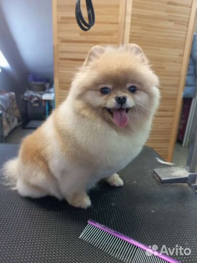 Грумминг собак и кошек