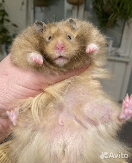 Крупный, ручной сирийский хомячок