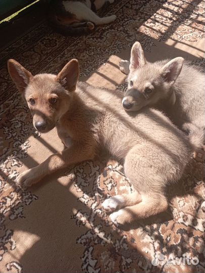 Западно сибирская лайка