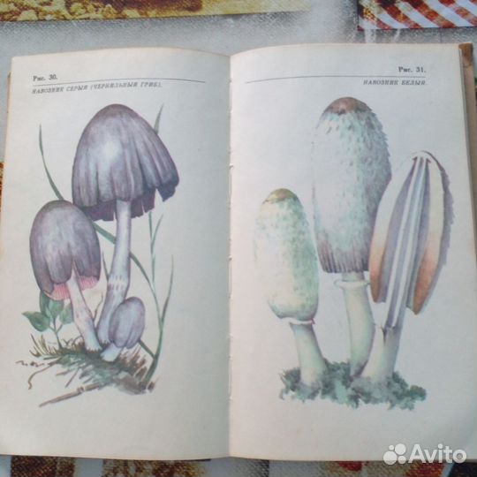 Справочник о грибах. О грибах и грибниках