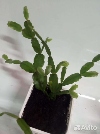 Комнатные цветы