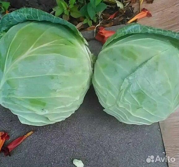 Капуста белокочанная оптом