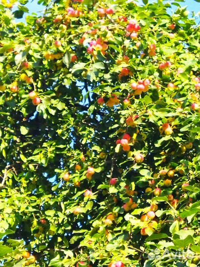 Сок яблочный