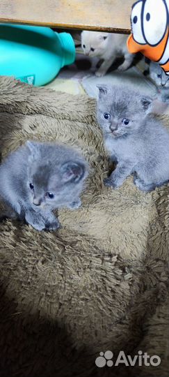 Шотландские котята