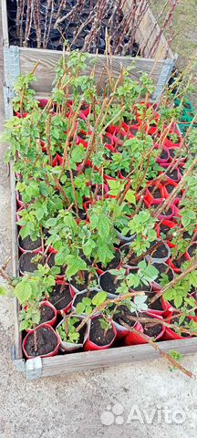 Саженцы плодовых кустарников