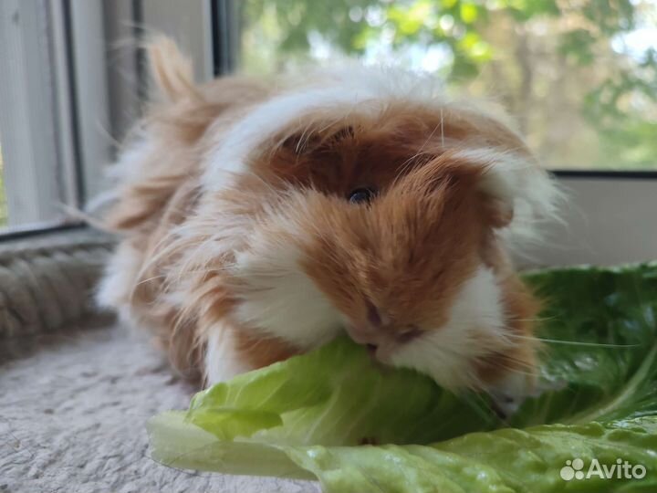 Морская свинка