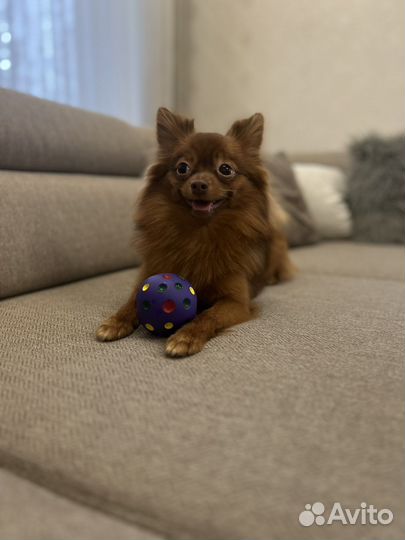 Немецкий шпиц(мальчик) ищет невесту