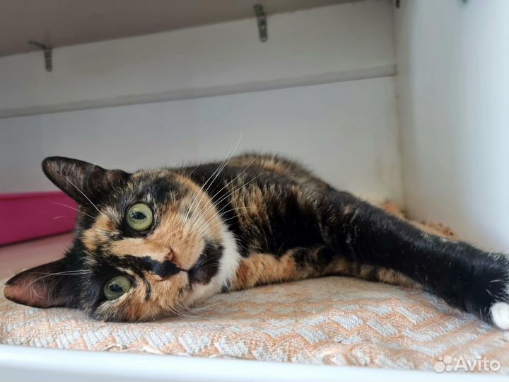 Отдам кошечку Экзотику