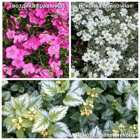 Цветы для дачи, сада, ясколка, яснотка, гвоздика