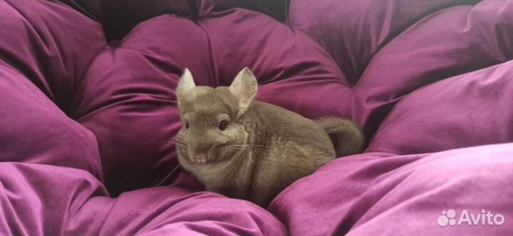 Продаю Шиншиллу