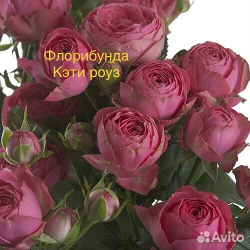 Роза флорибунда Кэти роза