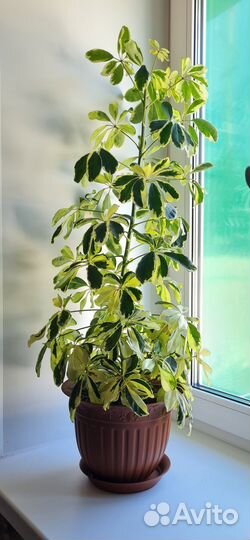 Крупные шефлеры и толстянка. С кашпо