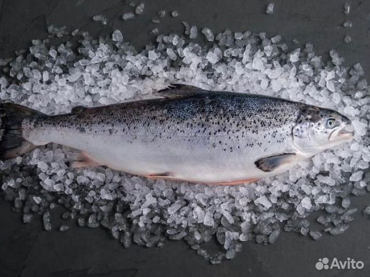 Рыба и морепродукты