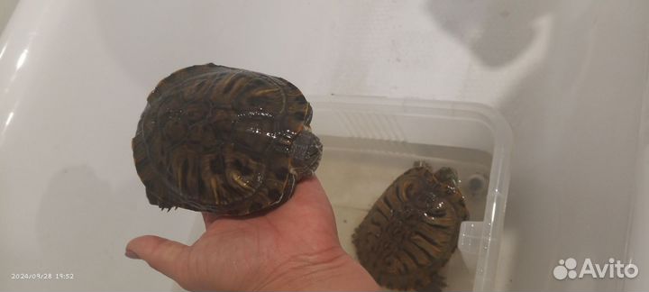 Красноухая черепаха