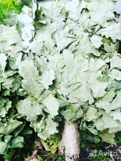 Дубовые веники сбор 2023 (опт, розница)