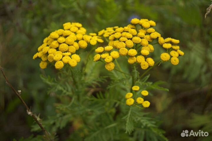 Многолетние цветы Пижма Хризантема
