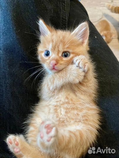 Котенок ищет дом