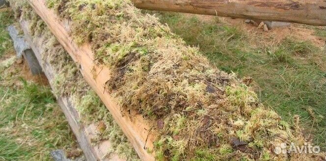 Мох сфагнум