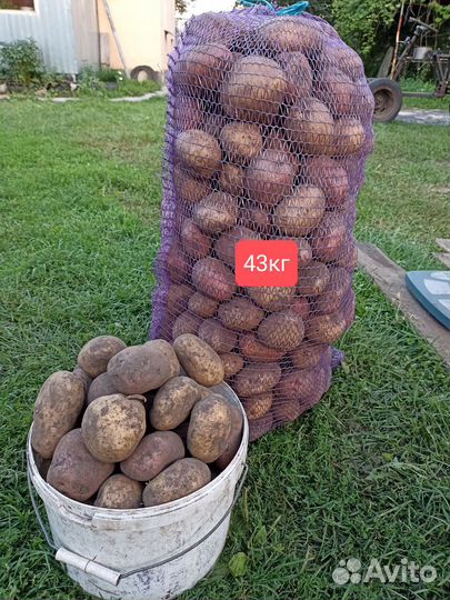 Продам картофель