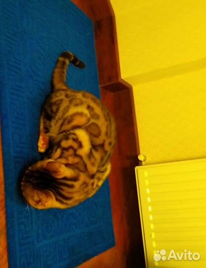 Бенгальский кот вязка Москва Чехов