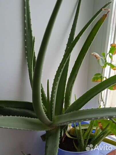 Комнатные цветы алоэ