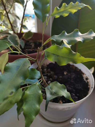 Укорененные фиалки, лимон, фикус