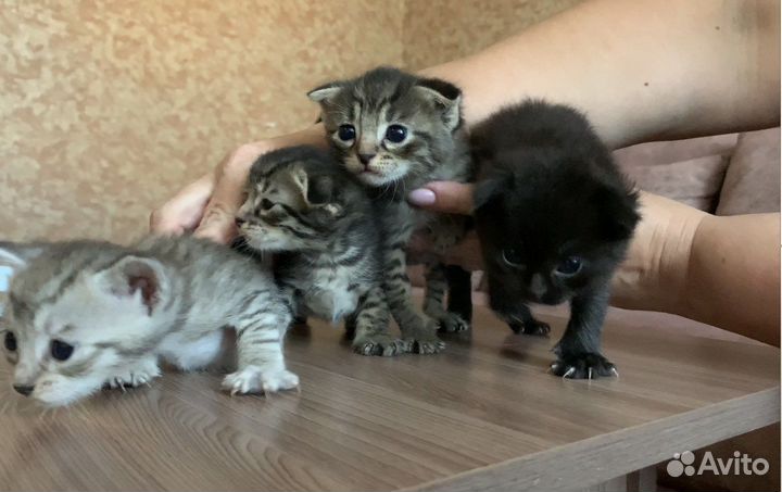 Шотландские котята