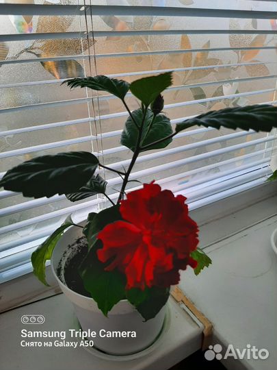 Гибискус китайская роза