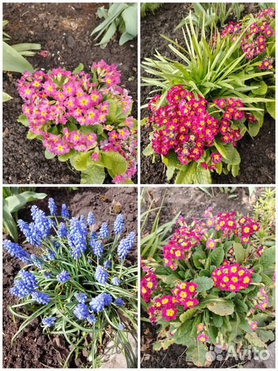 Многолетние цветы