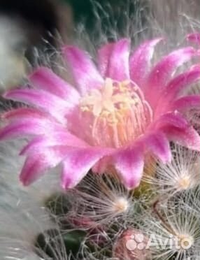 Кактус цветущий