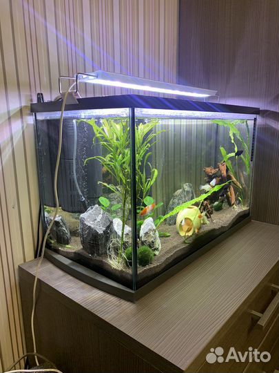 Аквариум с рыбками на 60л