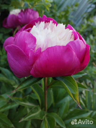 Пионы сортовые