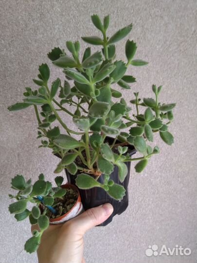 Цветы разное