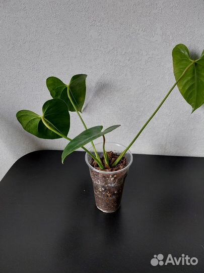 Антуриум Казанова