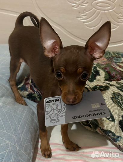 Русский той-терьер вязка