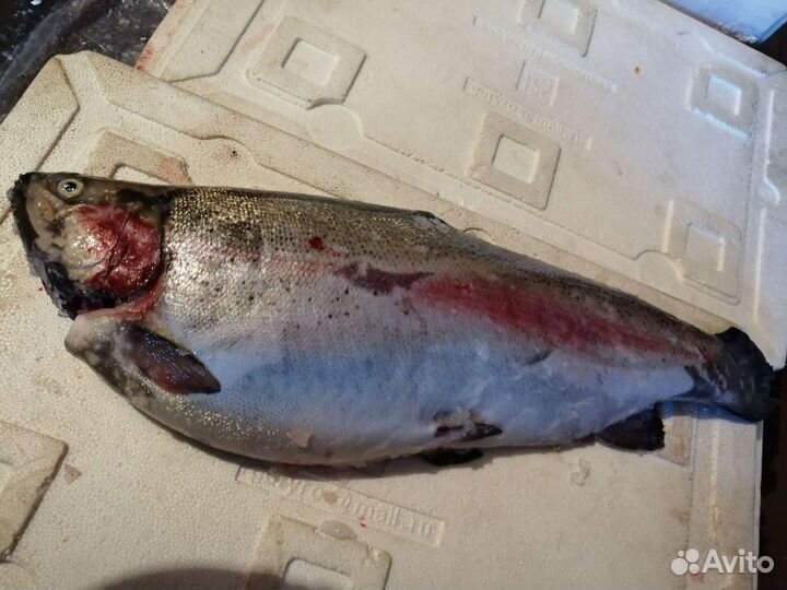 Форель из Карелии