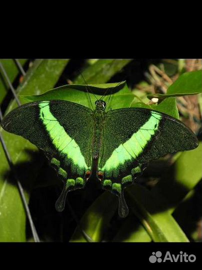 Ферма для выращивания бабочек