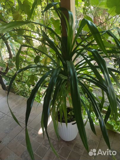 Драцены, юкка, пахиподиум