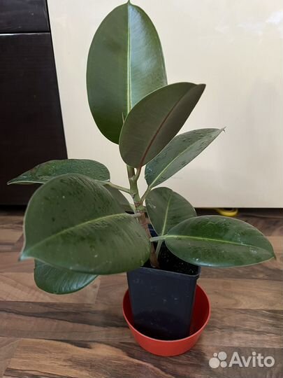 Фикус каучуконосный эластика