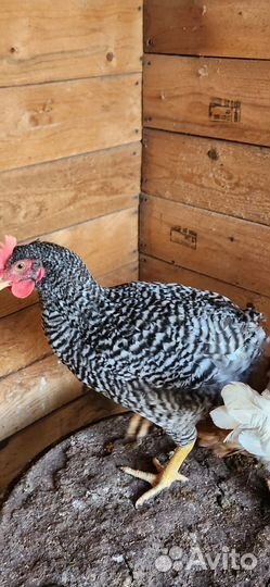 Молодые петушки