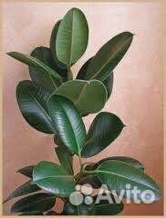 Много растений