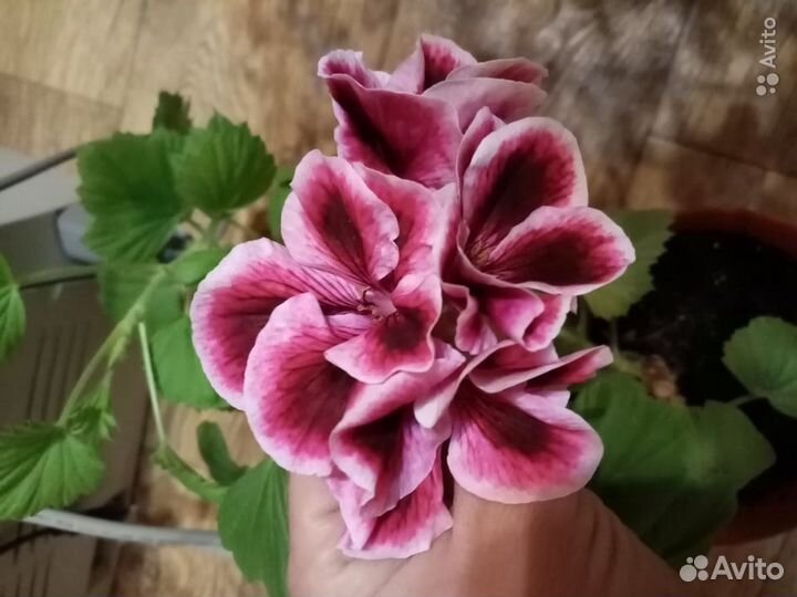 Пеларгония, герань Абакан