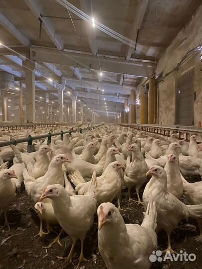 Куры Несушки Молодки