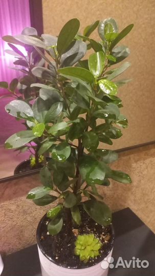Фикус микрокарпа мокламе