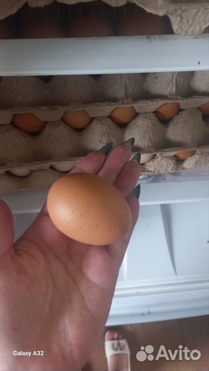 Домашние куриные яйца