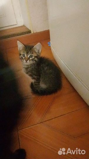 Котята в добрые руки даром
