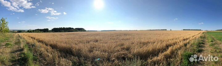 Зерно ячменя