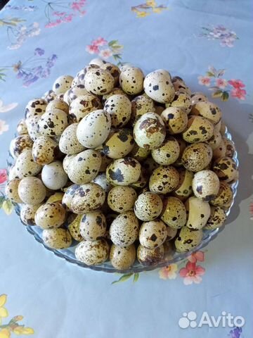 Яйца перепелиные домашние купить в Сочи | Товары для дома и дачи | Авито