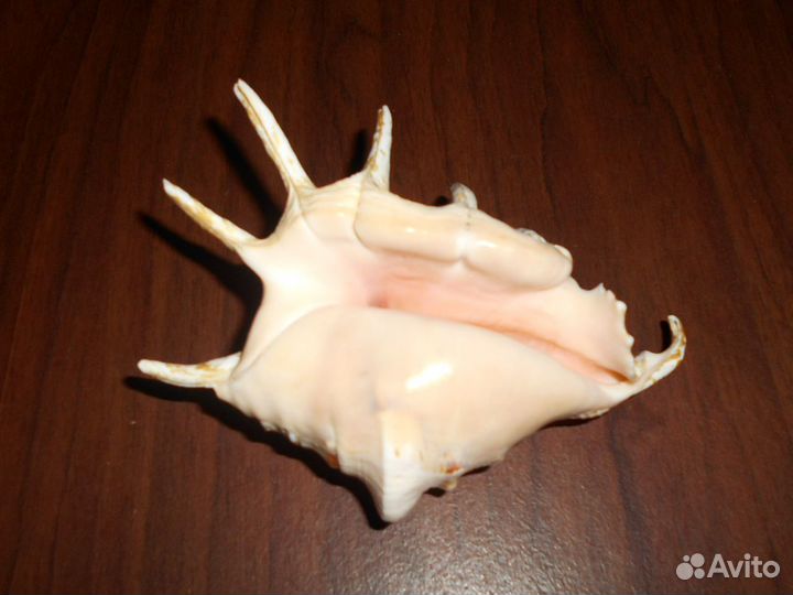 Морские раковины. Коралл